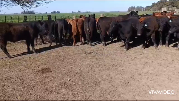 Lote 30 Novillitos