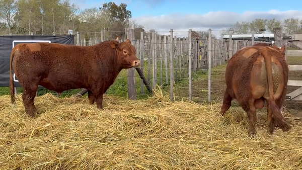 Lote 2 Toros PC