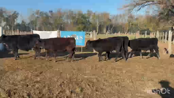 Lote 70 Terneros