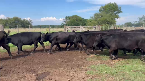 Lote 31 Novillitos