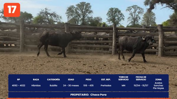 Lote LOTE 17