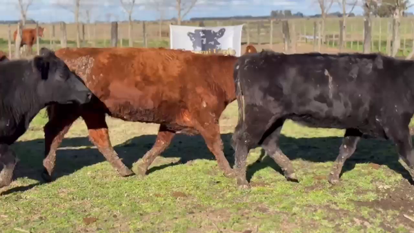 Lote 19 Vacas Vacías Nuevas