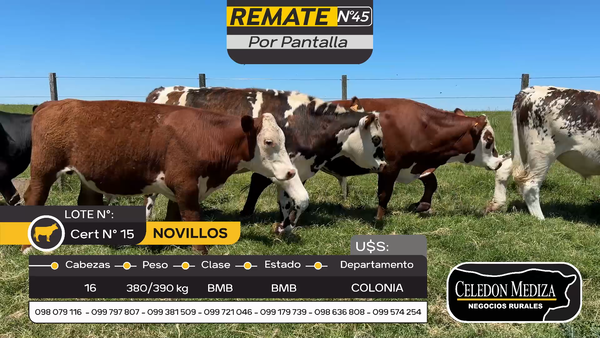 Lote 16 Novillos en Otra Localidad, Colonia