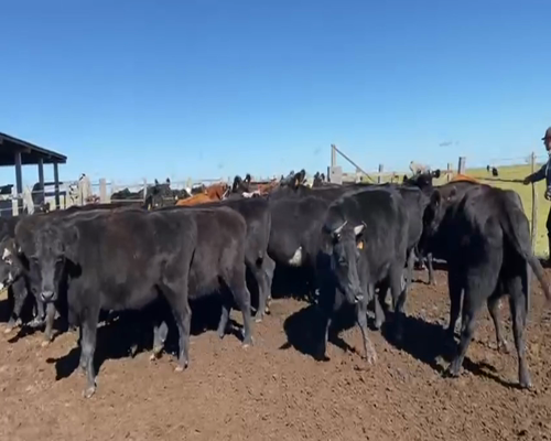 Lote VACAS INVERNADA