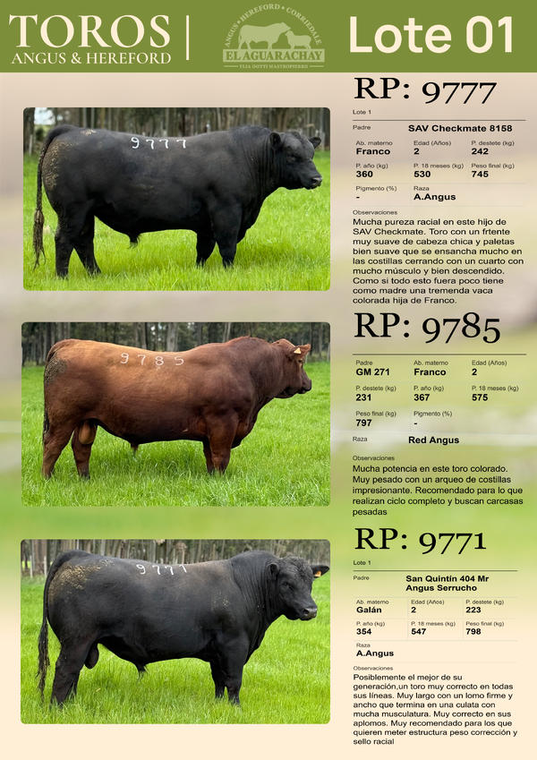 Lote LOTE 01