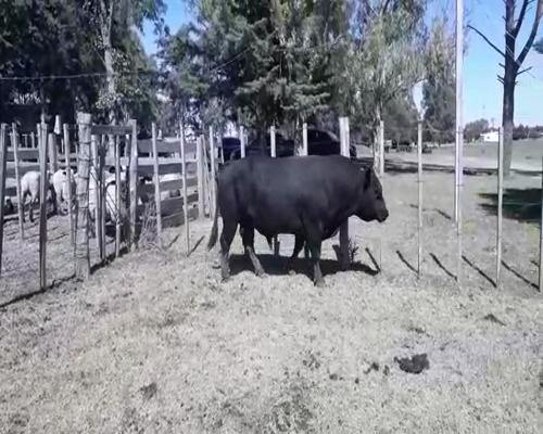 Lote Toros ANGUS 800kg - , San José