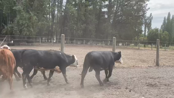 Lote 27 Novillo Engorda en Los Ángeles, VIII Región Biobío