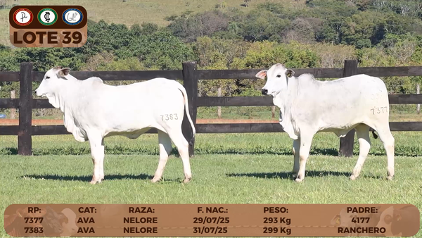 Lote LOTE 39