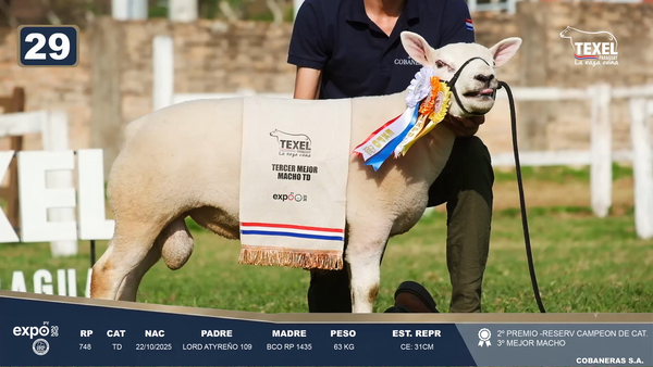 Lote LOTE 29