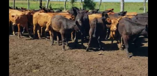 Lote 70 Terneros/as en Villaguay, Entre Ríos