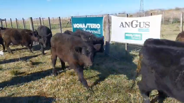 Lote 60 Terneros EN ARBOLEDAS