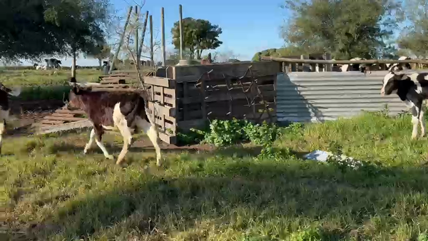 Lote 3 Terneros 100kg - , San José