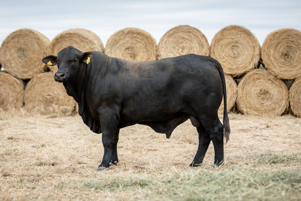 Lote Reproductores Altohondo - Lote 65