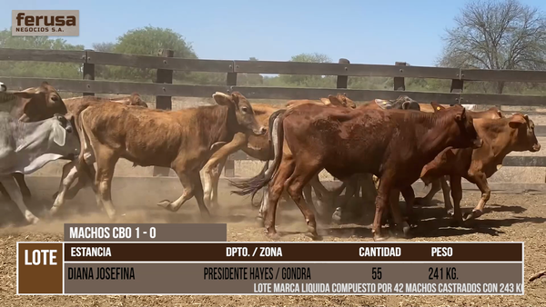 Lote LOTE 9 - 55 MACHOS CBO 1 - 0