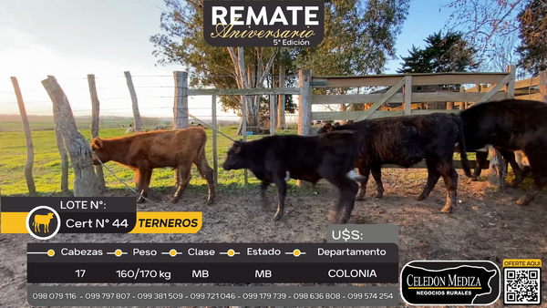 Lote 17 Terneros en La Horqueta, Colonia