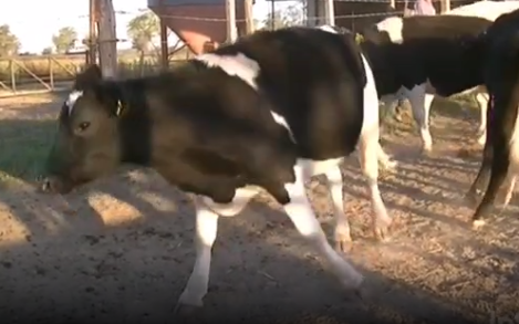 Lote 8 terneras en Esperanza, Santa Fe