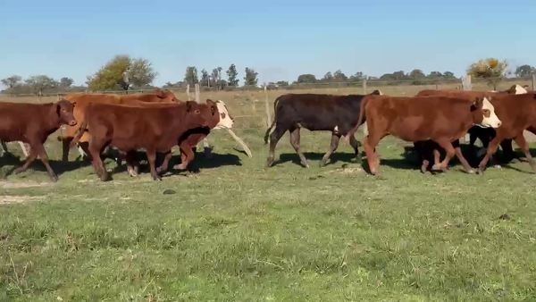 Lote 70 Terneros/as
