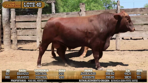 Lote LOTE 46- POR PANTALLA