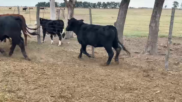 Lote 34 Novillitos Brangus en Cuatro Bocas, Santiago del Estero