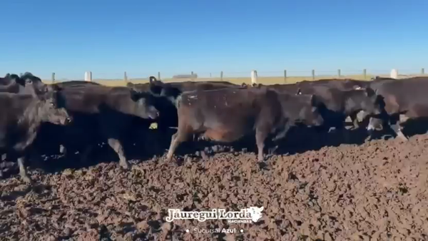 Lote 130 Vacas nuevas Preñadas