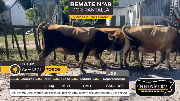 Lote 3 Toros en Otra Localidad, San José