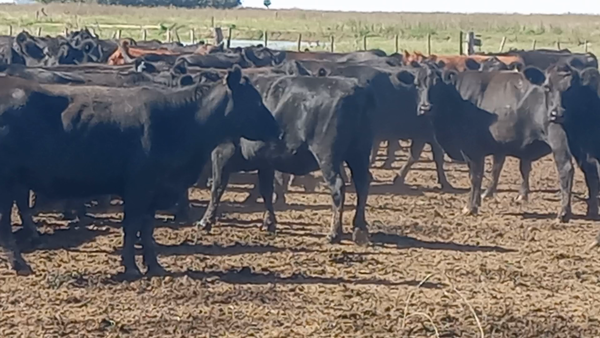 Lote 55 Vacas nuevas C/ gtia de preñez en Laprida