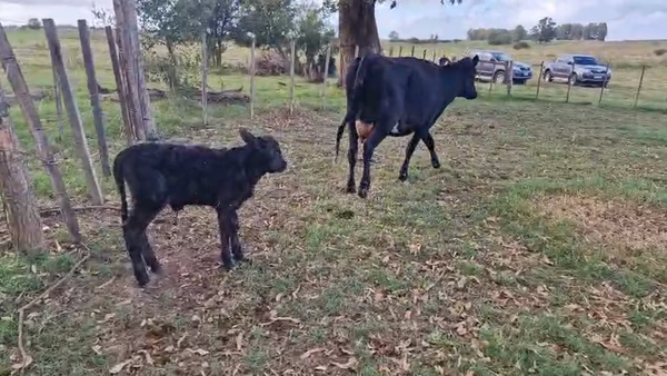 Lote 2 Vaca, San José