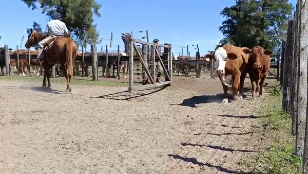 Lote 15 Vacas Britanicas c/garantia de preñez en Pilar, Santa Fe