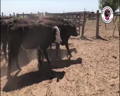 Lote 17 Novillitos de 305 Kg