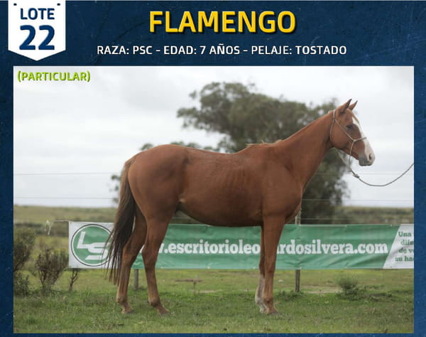 Lote FLAMENGO