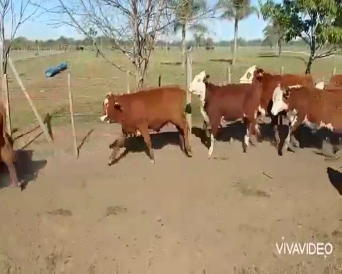 Lote 106 Terneros/as en Curuzú-Cuatiá, Corrientes