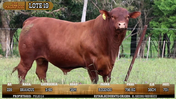 Lote LOTE 19