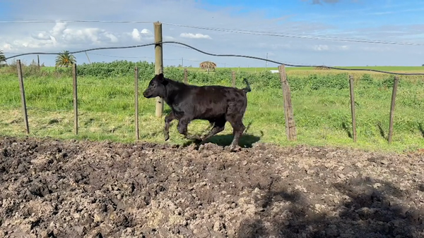 Lote TERNEROS Y TERNERAS