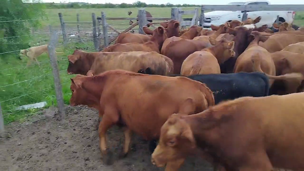 Lote 42 Terneros/as en Lucas González, Entre Ríos