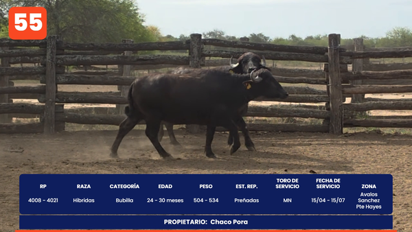 Lote LOTE 55
