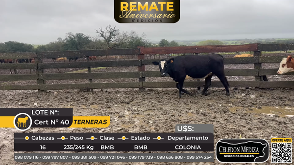 Lote 16 Terneras en Colonia