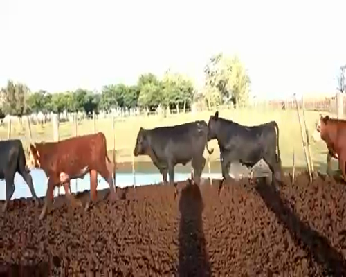 Lote 60 Terneros en Rosales, Córdoba