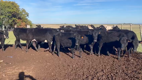 Lote VACAS DE INVERNADA