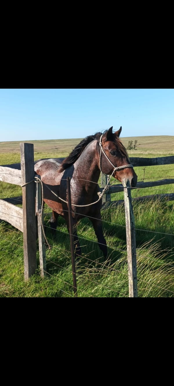 Lote Napoleón La Invernada