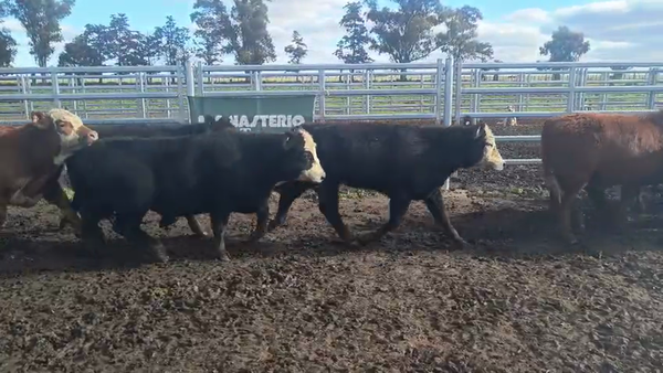 Lote 55 Novillitos en Buenos Aires, Espartillar