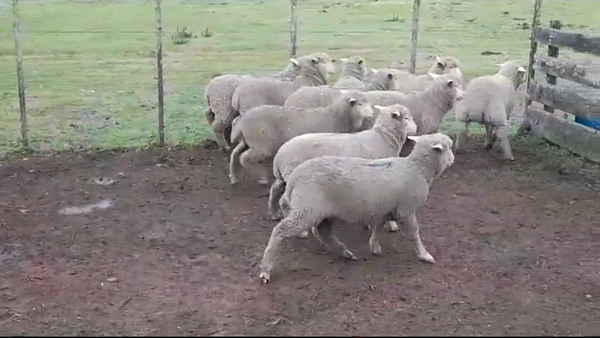 Lote CORDEROS
