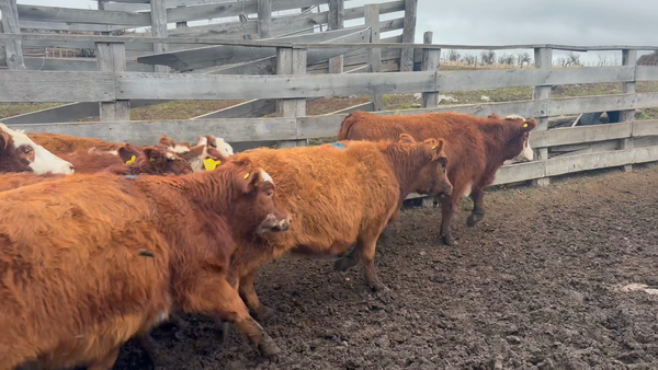Lote 27 Vaquilla Engorda en Coyhaique, XI Región Aysén