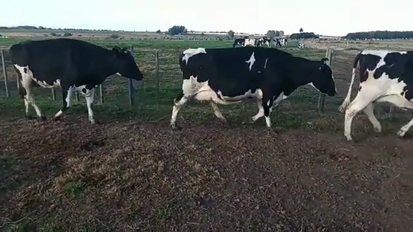 Lote 3 Vacas de Invernada HOLANDOS 580kg - , San José