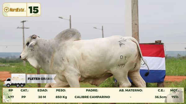 Lote LOTE 15