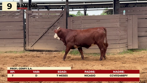 Lote LOTE 9