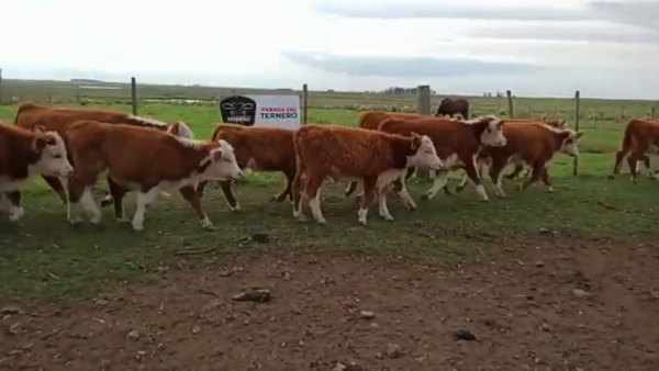 Lote 26 Terneros Carnicera 117kg -  en Parada fariña