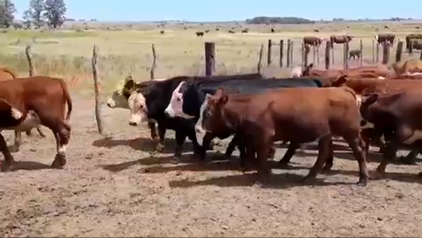 Lote 65 Terneros/as en Gral. Galarza, Entre Ríos