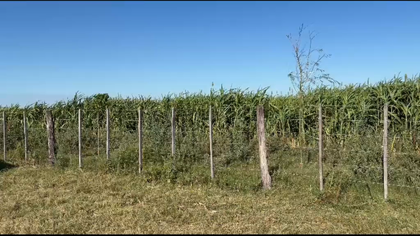 Lote 32 Novillitos en Santa Fe, Moisés Ville