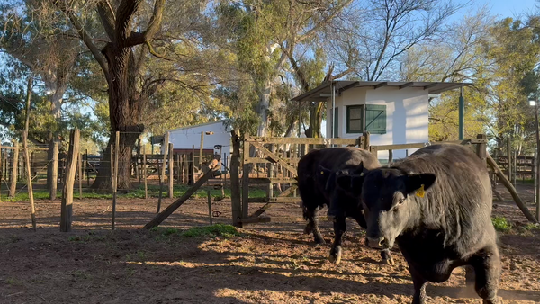 Lote 2 Toros