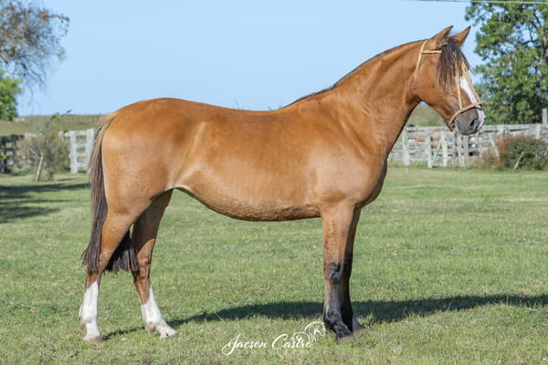 Lote Amelia De Los Recuerdos